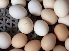 -马陆小张葡萄园农家乐