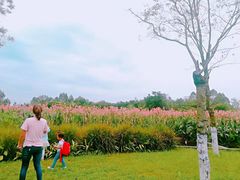 -白鹭湾湿地公园