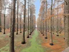 -渌洋湖湿地公园