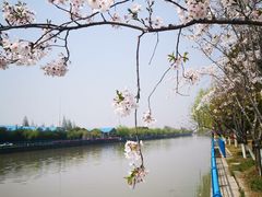 -高东镇樱花园