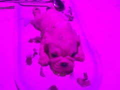 -甜喵酒吧(茂业店)