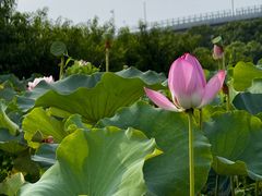 -荷塘月色湿地公园·向阳花洲
