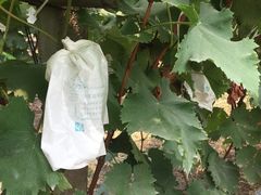 -马陆小张葡萄园农家乐