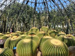 -深圳仙湖植物园