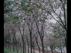 -广东花都湖国家湿地公园