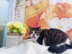 -爱洗澡的猫(望京店)