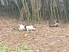 -百脉泉景区