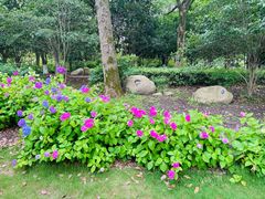 -上海鲜花港