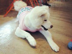 -八公叔叔宠物美容连锁(春申店)