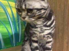 -藦茜花园宠物主题亲子互动体验馆(国顺东路店)