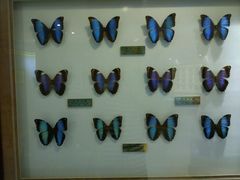 -上海昆虫博物馆