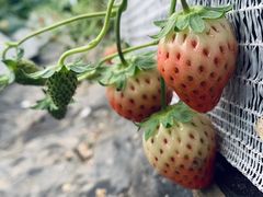 -建德果蔬乐园绪塘草莓基地