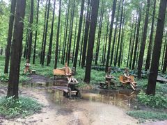 -黄海国家森林公园