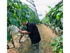 -马陆小张葡萄园农家乐