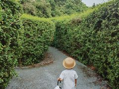 -大屏嶂森林公园