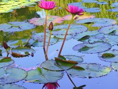 -国家植物园南园