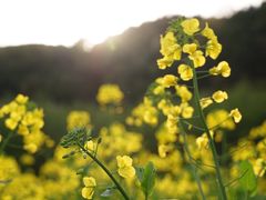 -苏州上方山国家森林公园