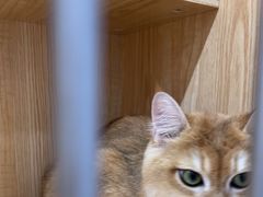 -爱洗澡的猫(天河路店)
