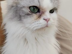 -怪兽屋·羊驼·猫咖·狗咖(俊华广场店)