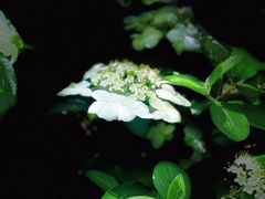 -陆家嘴中心绿地