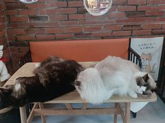 -豆逗聊愈猫阁Easy Life