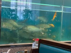 -淘米捞·米汤脆鲩鱼火锅(福田皇岗店)