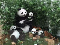 -济州岛泰迪熊博物馆