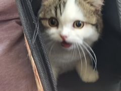 -瑞派天宁宠物医院·猫科·异宠中心