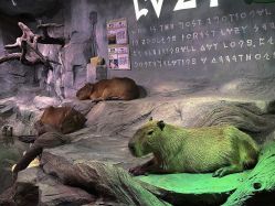 -Zoolung Zoolung动物主题公园(海信广场店)