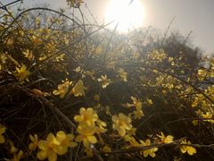 -元大都城垣遗址公园