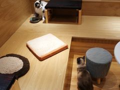 -滚猫咖啡·猫咖·猫友好撸猫(未来城店)
