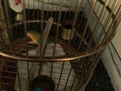 -小厨娘淮扬菜(六合欢乐港店)