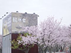 -龙美术馆(西岸馆)