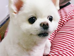 -爱侣宠医·鹦鹉专科·小型哺乳类·异宠专科(灵石路店)