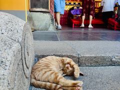 -龙华素斋(龙华路店)