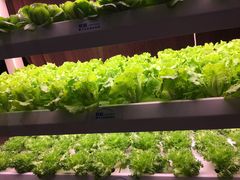 -百合酒店-香榭里自助餐厅