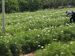 -杭州湾海上花田景区