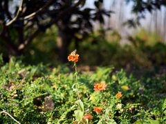 -合肥滨湖国家森林公园