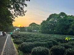 -杭州植物园