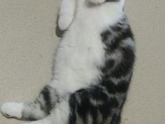 -藏猫猫咖啡主题馆(中央大道店)