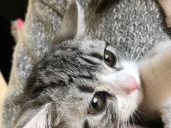 -lincat·猫舍(广州店)