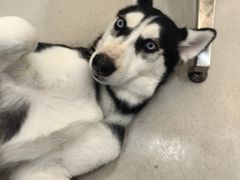 -共舞时光猫咖·狗咖(新街口店)