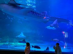 -烟台海昌鲸鲨海洋公园