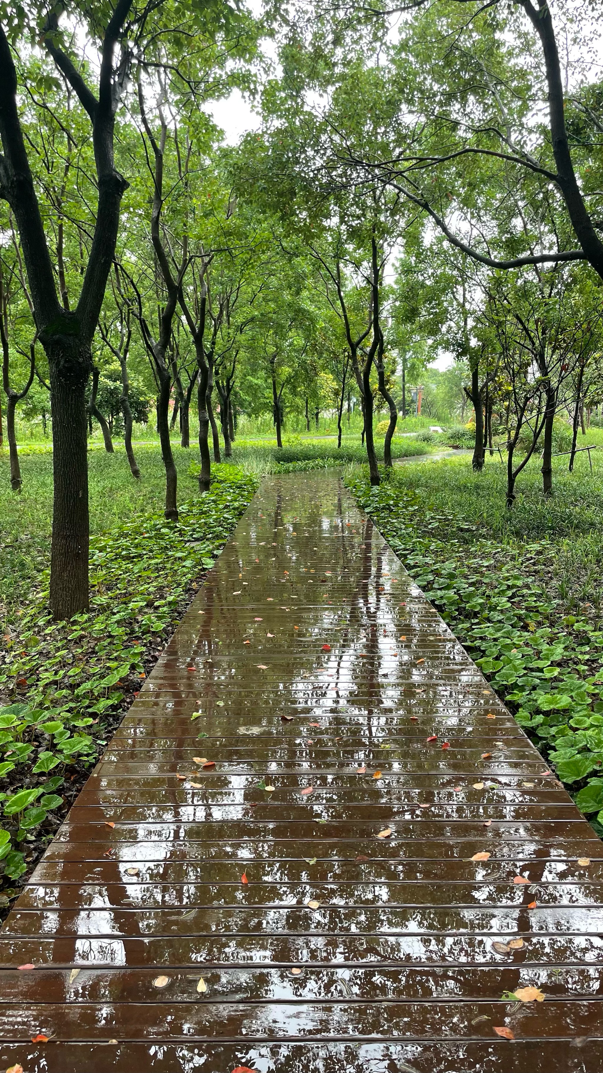 雨后风景最美图片