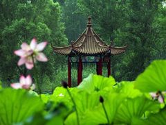 -微山湖红荷湿地景区