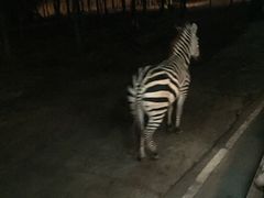 -清迈夜间动物园