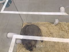 -怪兽屋·羊驼·猫咖·狗咖(俊华广场店)