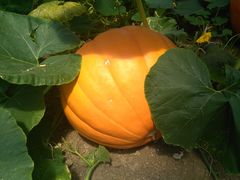 -兰陵国家农业公园