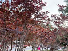 -广州市帽峰山景区