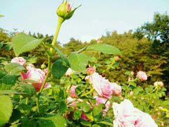 -人民公园(罗湖区)